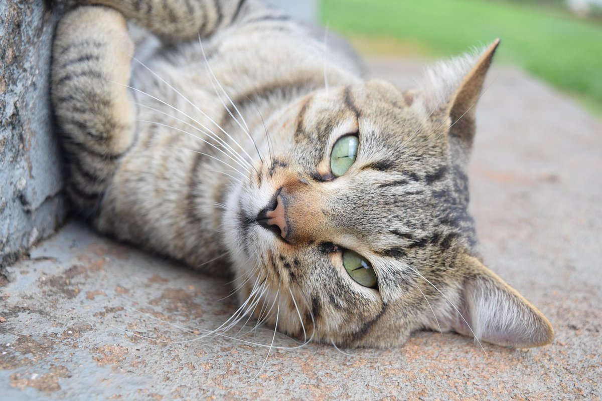 RealityDesignz's tweet image. The temperature in the kitchen is too hot with the oven on 🔥🍳