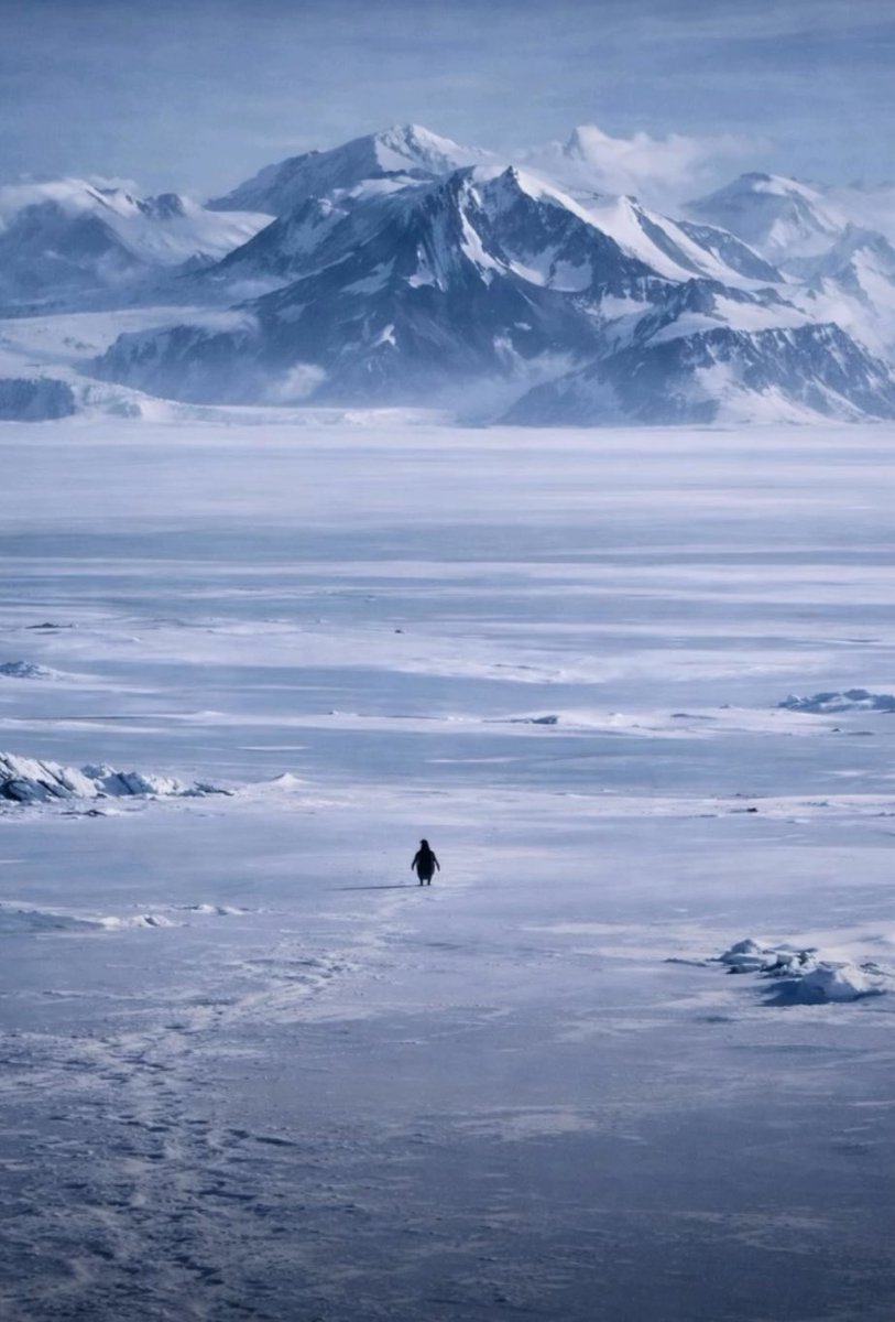 TheRoyalSerf's tweet image. 