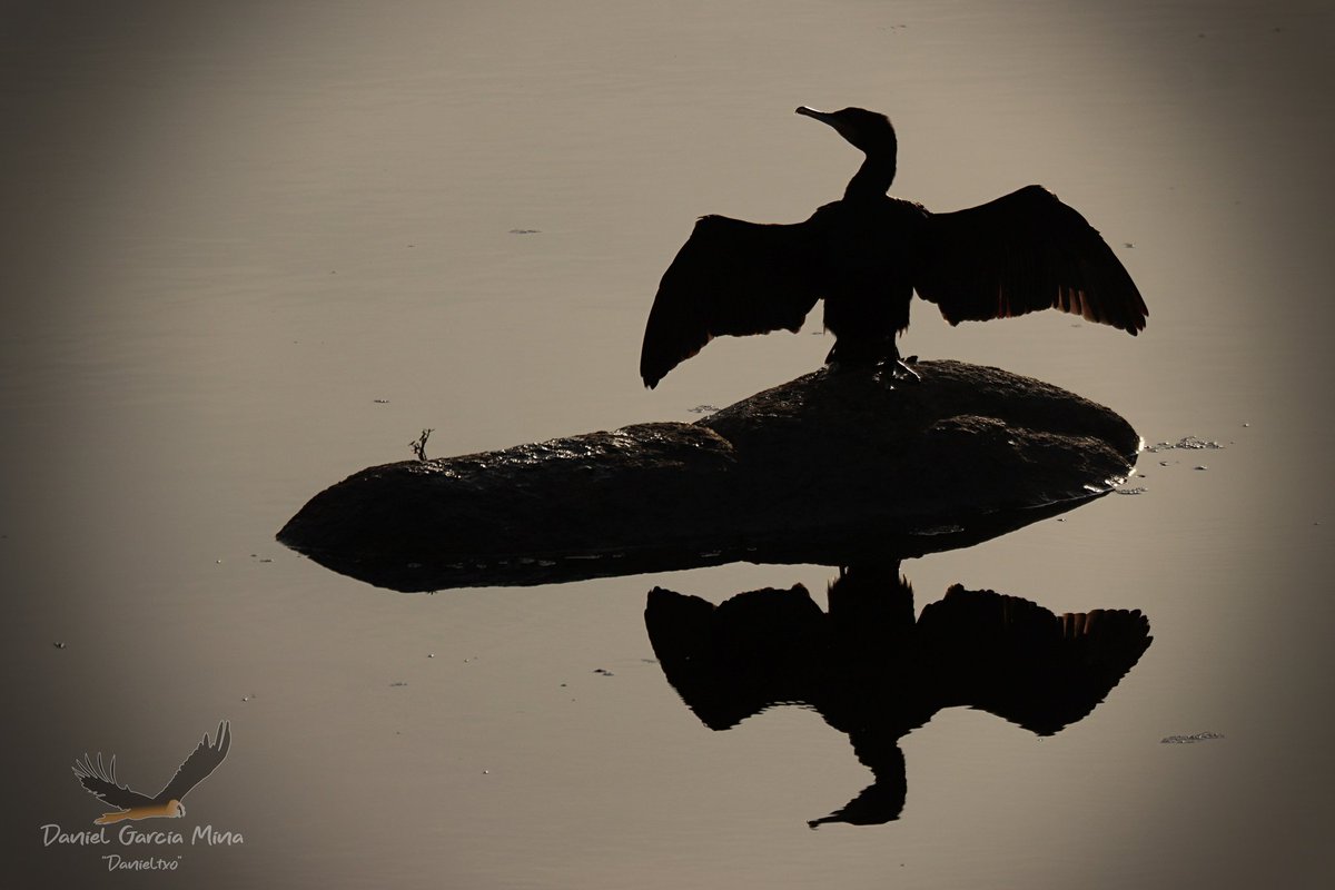 Invierno, calma, agua y reflejos... #Cormorán en el río #Jandula en #Andújar... Que no sólo hay linces y nutrias! Jejeje