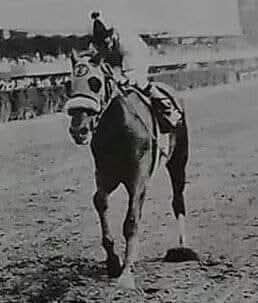 HORSERACING1002's tweet photo. CASINO DE PARIS 🇲🇽 1981
(KING'S CLIFFE - KATESHA BY SAYIL)
#CasinoDeParis https://t.co/aDUUMO4LVU