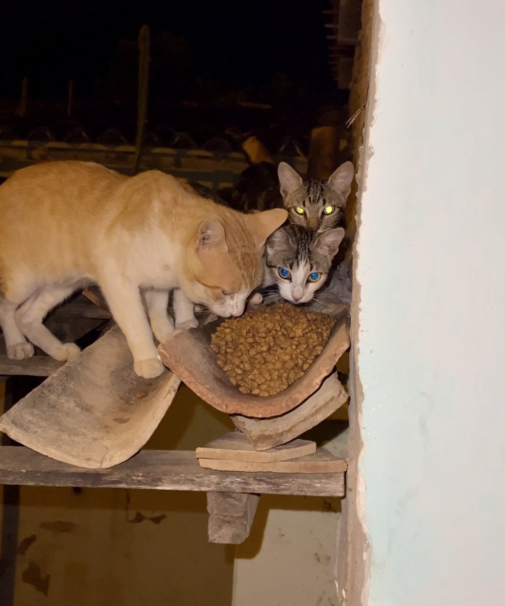 Por favor, compartilhe para ajudar o abrigo.
Amigos, se vocês desejarem nos ajudar e preferirem entrar em contato com a loja para doar algo, o contato estará na sequência.
Os animais em situação de rua do povoado só contam com a ajuda do abrigo e nossa situação é muito difícil 
+