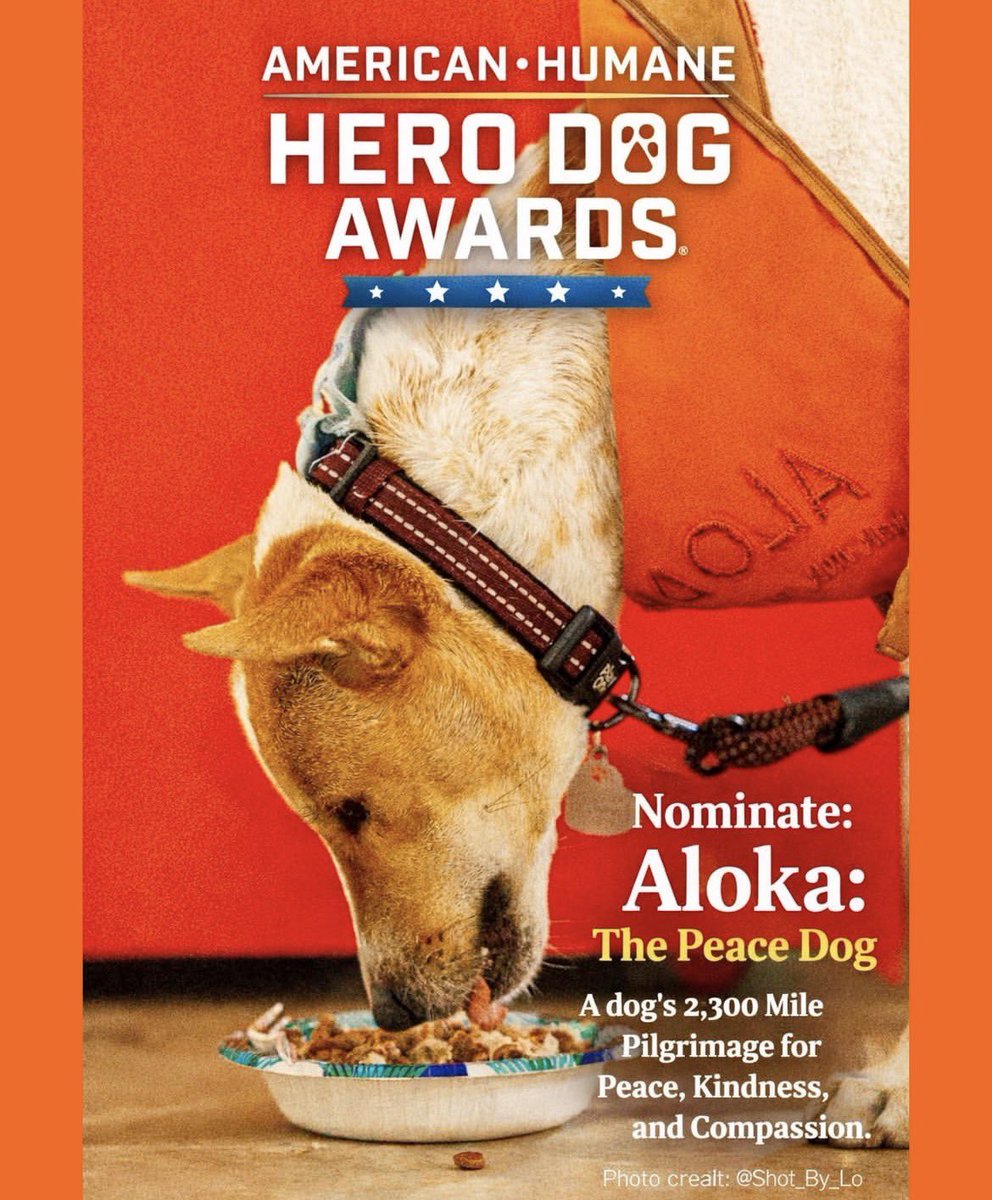 chartcnut's tweet image. The dog keeps walking 🐕

$aloka