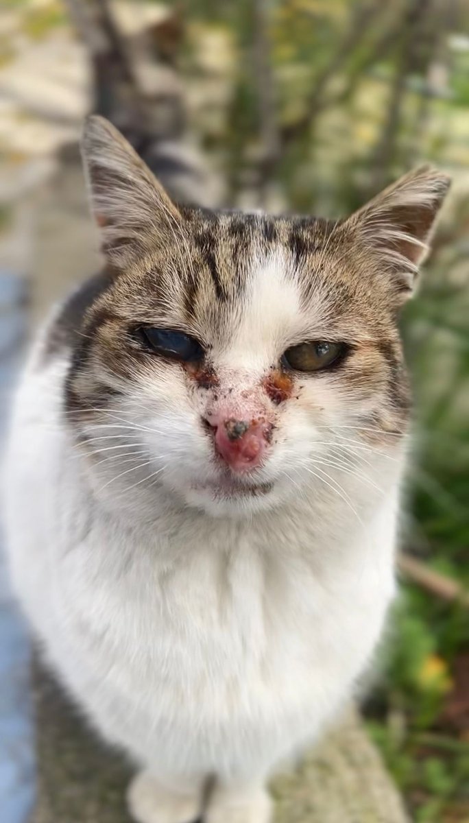 chandlerbingiz's tweet photo. Kadıköy-Hasanpaşa besleme rotamızdan Mayka. 10 yaş üstü, uzun yıllardır sokağında yaşayan bi kız. Burnunda çıkan tümör sebebiyle artık sokakta yapamaz. Korumaya alındı.  Kortizonla tümör büyümesi baskılandı. Operasyon hayati değil şu an. Zaten yaşından dolayı riskli. https://t.co/VOFS5WUCkP
