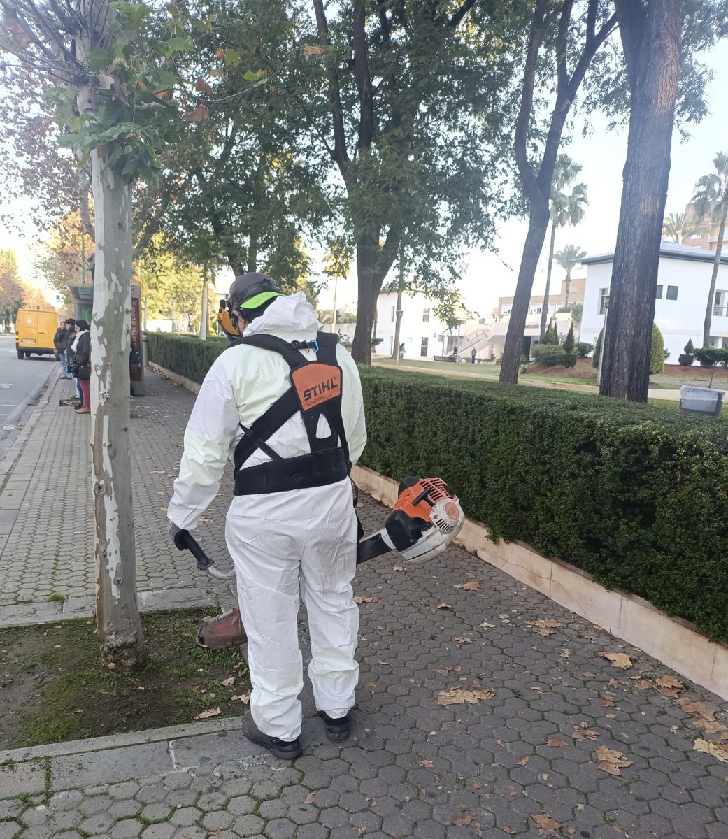 Dto_Sur's tweet photo. 🍊🍂 LIPASAM, a pie de calle en el Distrito Sur: retirada de naranjas caídas, limpieza de acerados y alcorques, y labores de desbroce.
#SevillaEstáEnMarcha #DistritoSur #LIPASAM https://t.co/vcqnFmsNkF