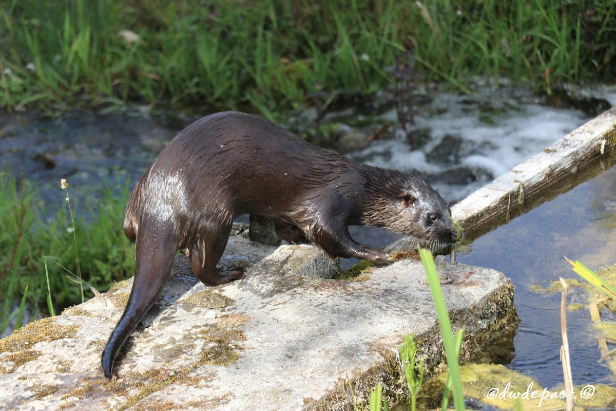 Newbridge Tidy Towns Association #DroicheadNua tweet media