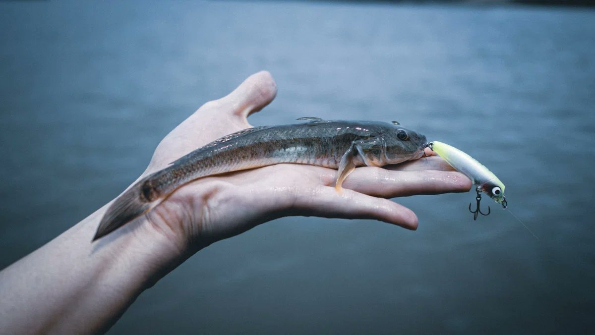 LEON加来 匠 Evolución tweet media