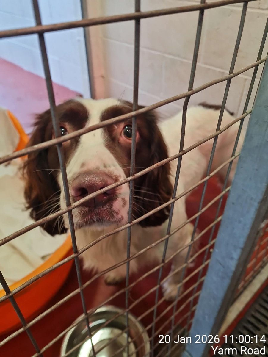 MissingPetsGB's tweet photo. 🐕 #founddog This dog was found straying in the Summerhouse area of #Darlington on 20/01/2026. This dog is chipped and enquiries are on-going. If this is your dog or know who it belongs to, then contact Customer services 01325 406112 reference 09/26 https://t.co/kvFb99jmF6