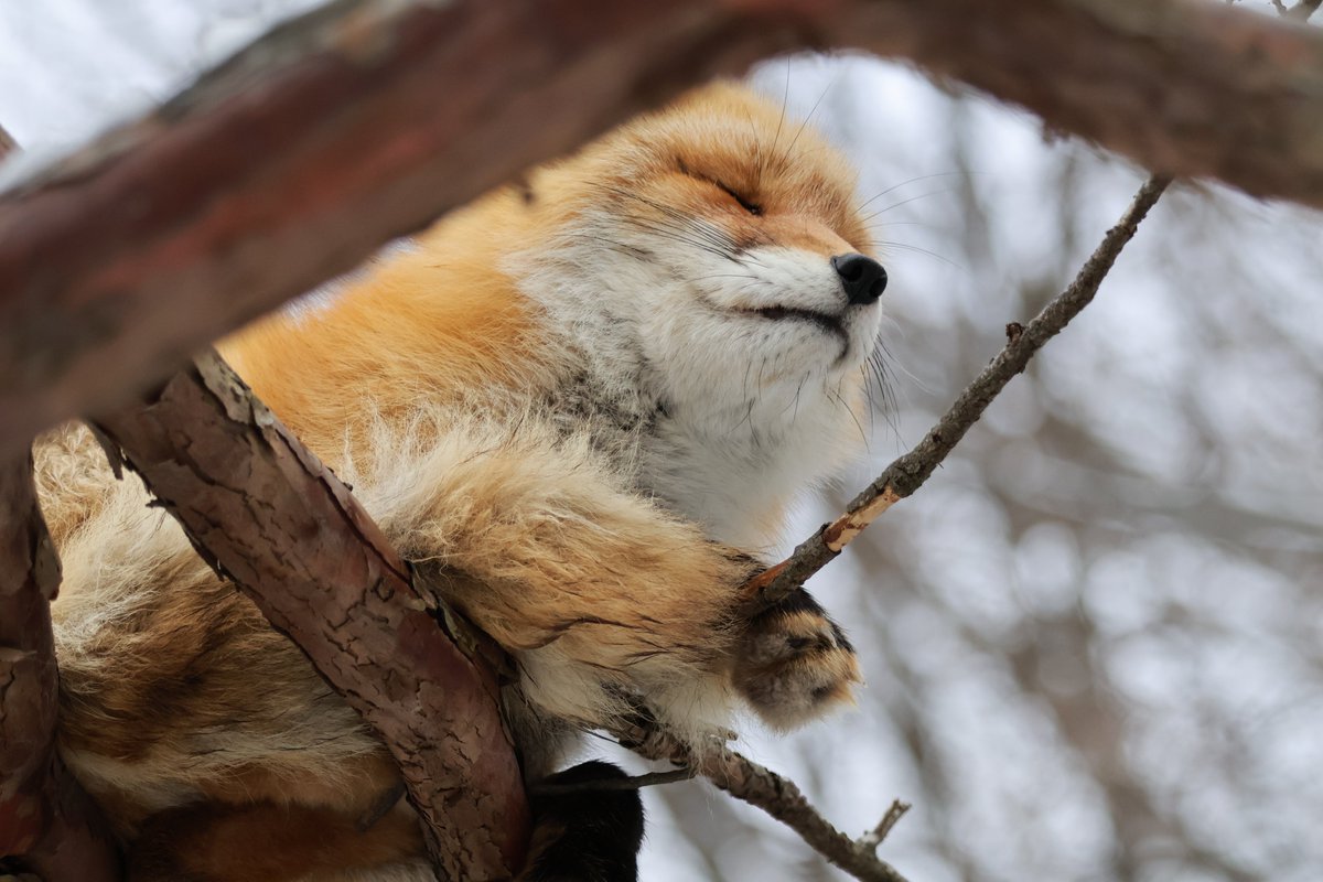 #キタキツネ
 #北きつね牧場 ※2025/12/29