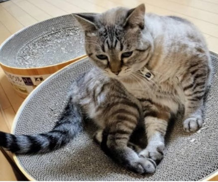 ⚠️まだ探しています🥲猫行方不明の為、拡散ご協力お願いします😿滋賀県草津市東矢倉付近で1/27から猫がいなくなり、11ヶ月🥲草津市以外でも何か情報があればよろしくお願いいたします🙏(代理投稿です)
#草津市
#滋賀県
#東矢倉
#南笠
#南笠東小学校
#野路
#迷い猫
#拡散希望　
#ペット
#飼い猫さん
