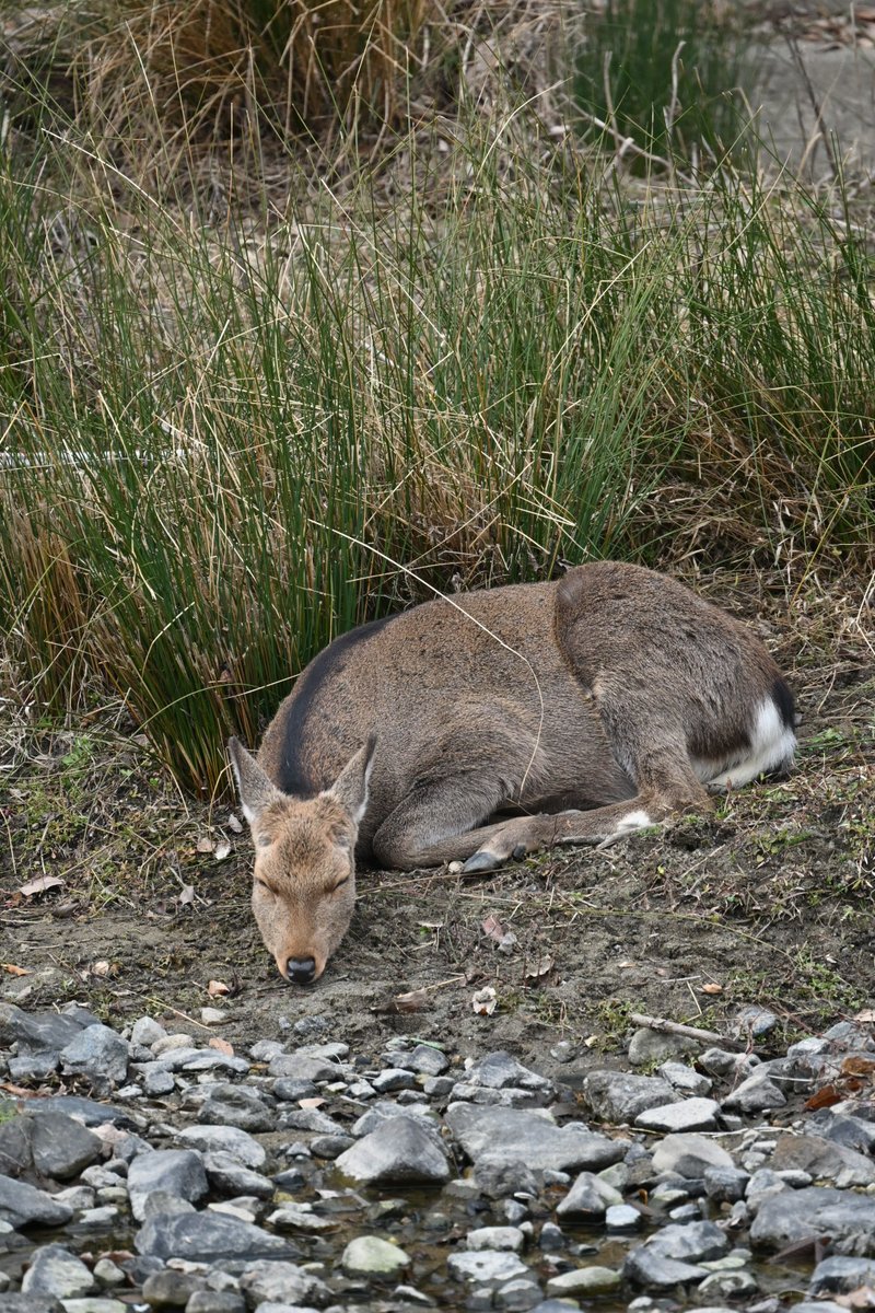 京都 宝ヶ池付近で暮らす雌鹿さんです🦌

何とか12/31までの集中狩猟からは逃れてくれました。この先鹿たちが安心して暮らせる宝ヶ池周辺でありますように。

#京都宝ヶ池
#シカ殺処分反対
