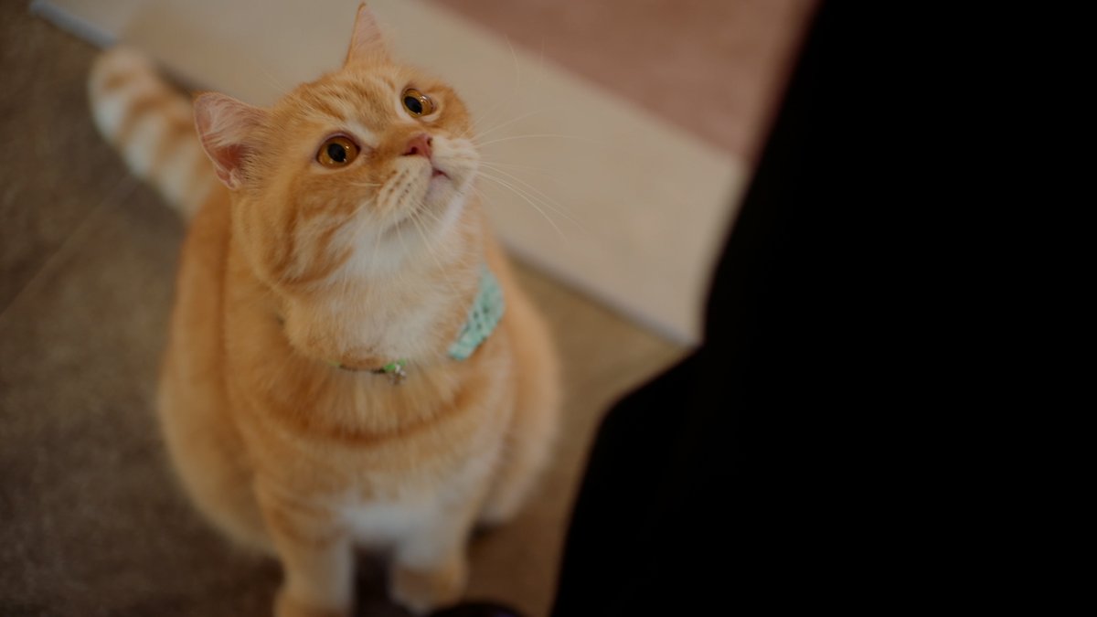 GMMTV's tweet image. แม้แต่เจ้าหนี้สุดเข้มก็ต้องแพ้ให้ความน่ารักของเจ้าเหมียว 😽 แพ้ทางแล้วล่ะเจ้าทาส
#CatForCashEP1
@Firstkpp