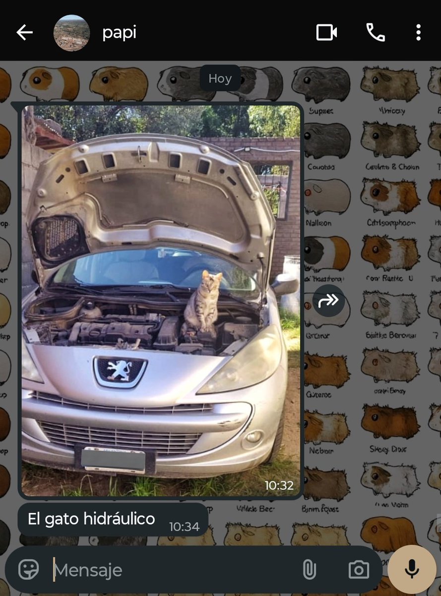 Aixacisnero20's tweet image. CONSEJO!! nunca dejen solos a sus gatos con sus papás
los pueden volver mecánicos