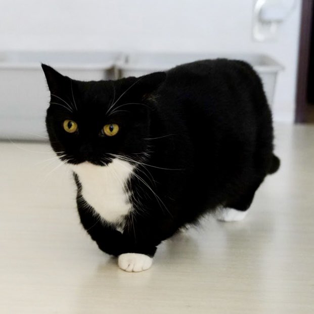 unicouniuni3's tweet image. A rectangle is walking :3