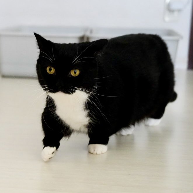 unicouniuni3's tweet image. A rectangle is walking :3