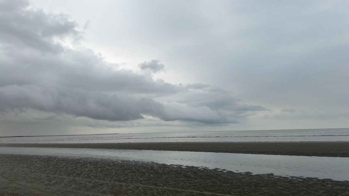 AliceTheshell's tweet image. 