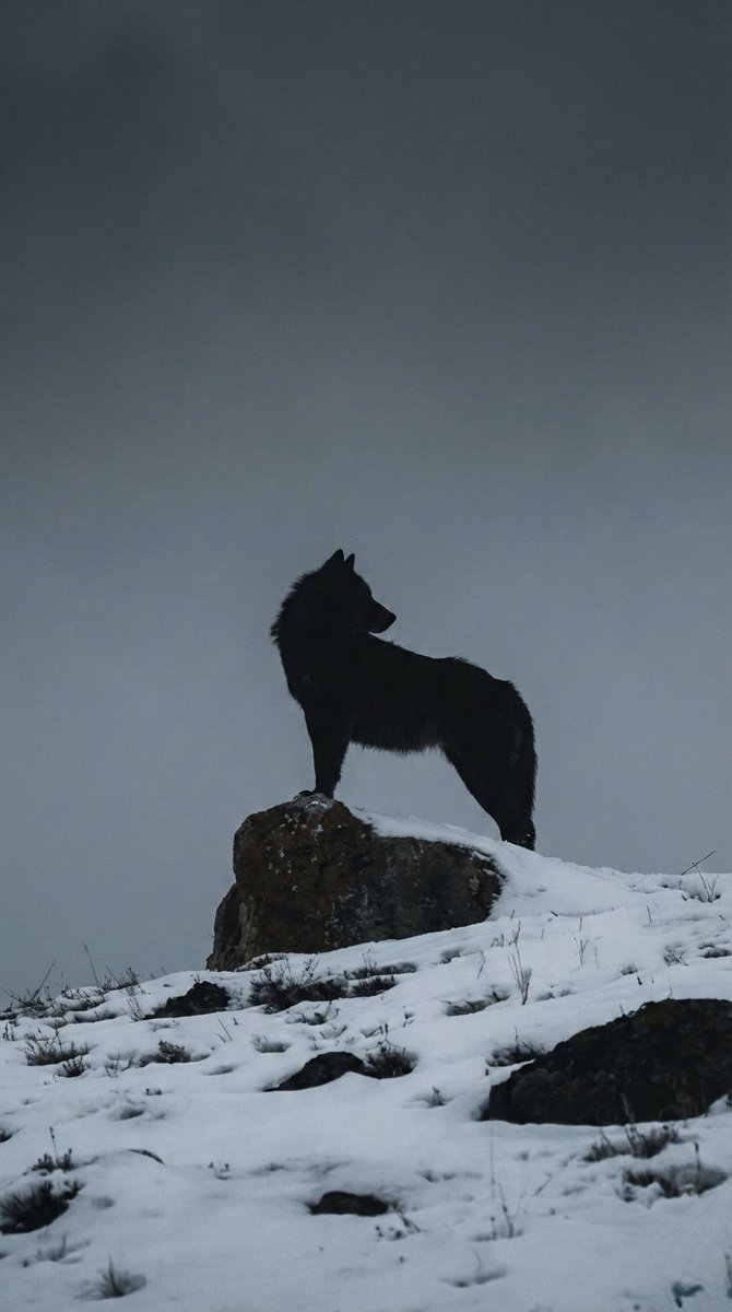 tersonal's tweet image. Devlet bazen de ölü taklidi yapar.
Zannedersin ki devlet yok çöktü.
Şımardıkça şımarırsın.
Sonra üzerine birden bir ağırlık çöker.
Sonrası yok.

#terörProvokasyonu
