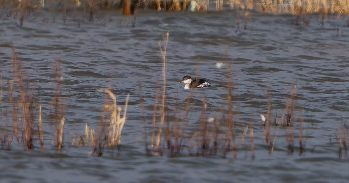 Lonsdale tweet media