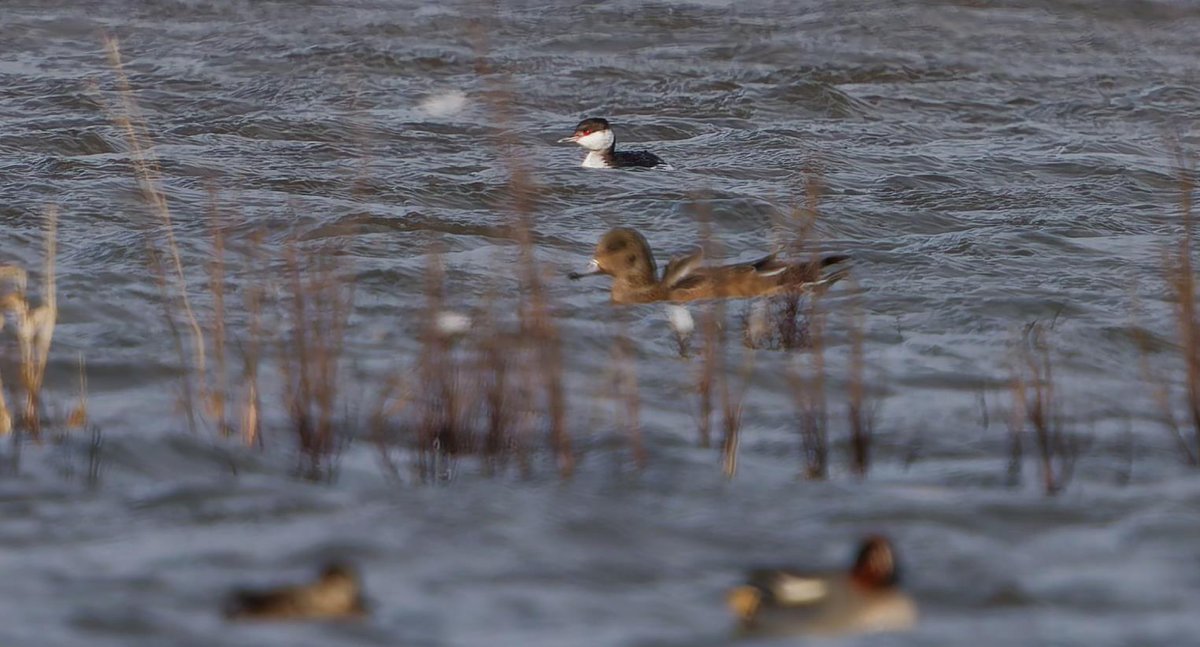 Lonsdale tweet media