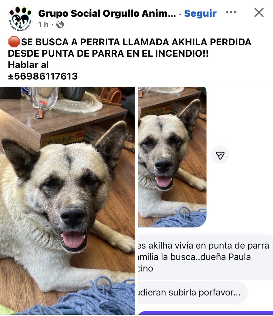 _ferna_isi's tweet photo. Animales perdidos y encontrados #Incendio #Lirquen #Concepcion #Chile #PuntaParra https://t.co/2NT3JinBHY
