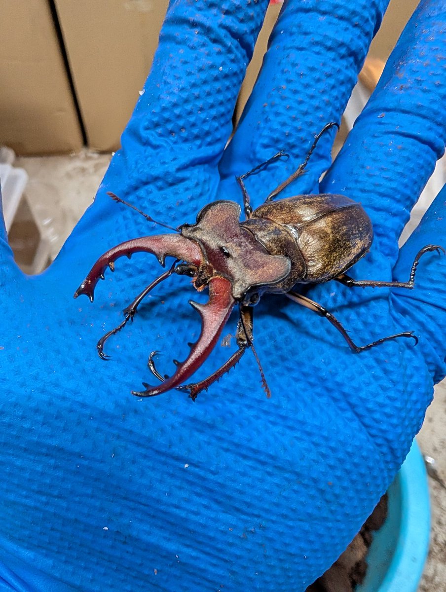 虫の兄ちゃん@兜鍬武蔵 (@anchan_kabukuwa) / Posts / X