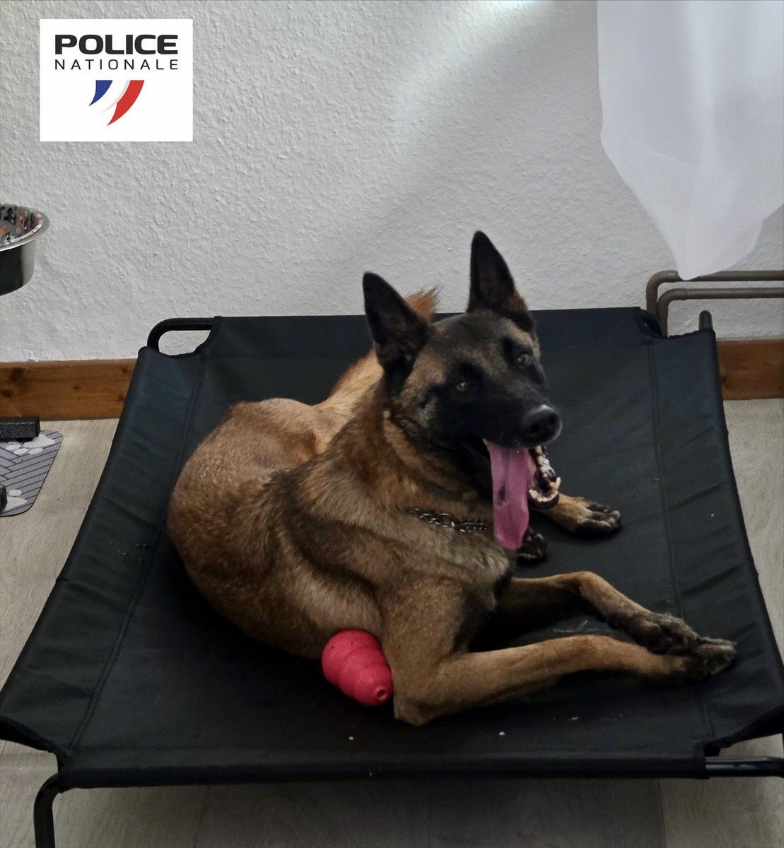 Police nationale du Haut-Rhin tweet media