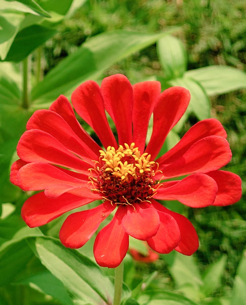 火曜日、お疲れ様でした🙇

急に寒くなりましたね🥶
風もビュービューで体感は気温よりも寒く感じでテンション下がります🌬️
なので、元気満載の真っ赤なお花です☺️

明日も穏やかな1日となりますように😊

#真っ赤な花
#元気いっぱい