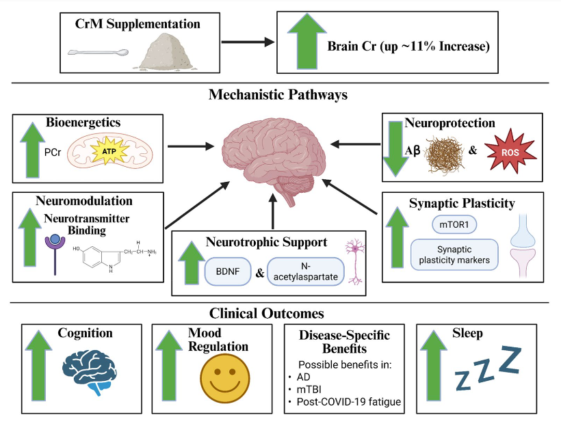 NTFabiano's tweet image. We just published the largest review of creatine for brain health.

Increased brain creatine levels may function as a buffer to metabolic stress leading to neurological benefits. 

Doses &amp;gt;5g/day are likely required for brain benefits.