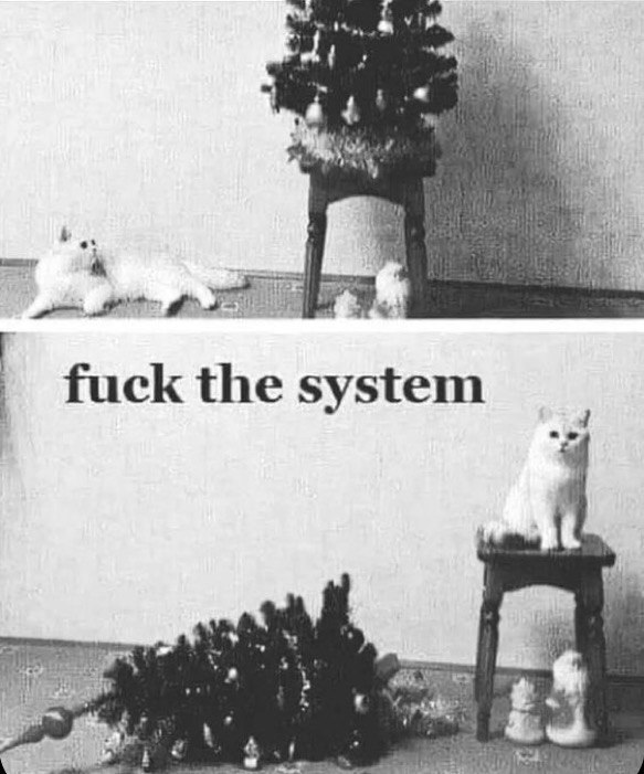 Dead Cat Bounce tweet media