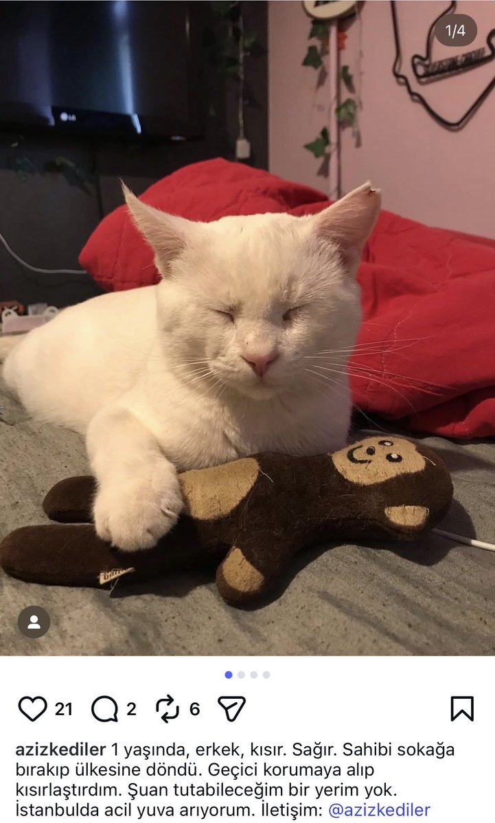 Sahibi bırakıp gitmiş. Sağırmış. Yuva arıyor!