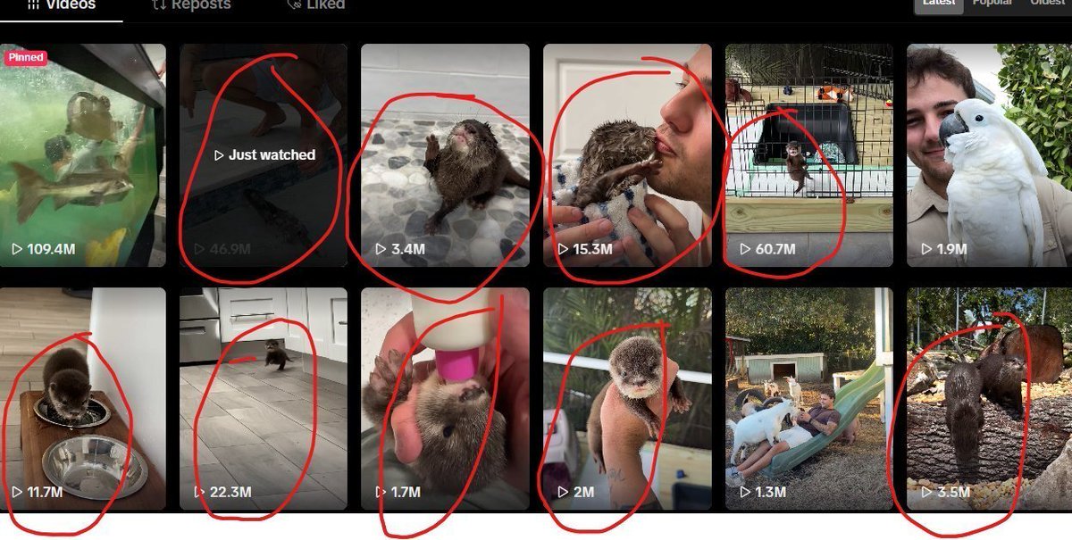 andrewyoy11's tweet photo. 300 million views globally and 50 million likes in just the past 2 weeks

is $lola the most undervalued coin on the blockchain right now?

the cutest otter to ever be on pumpfun https://t.co/q3SHNJRPND