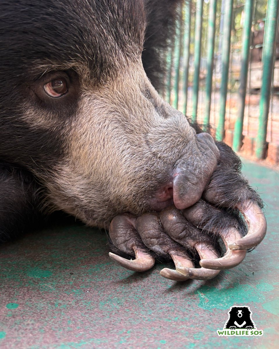 Wildlife SOS tweet media
