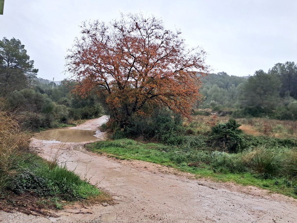 Vakapiupiuu's tweet image. #Garraf Occidental 46.2 mm del dia 17 al 20 #gener2026 14 h una #llevantada moderada i sense estralls, ben filtrada, tot molt humit!