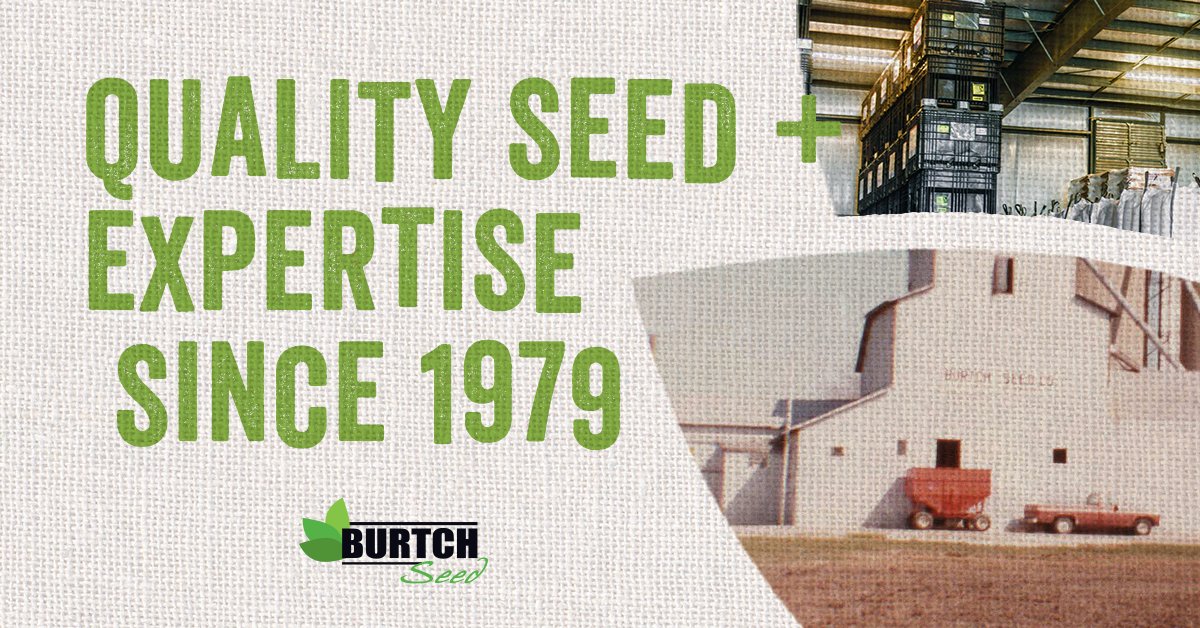 BurtchSeed's tweet photo. For over 40 years, we've remained committed to quality seeds, expert advice, and supporting our local farming community.

Finding the right seed for your farm is our specialty. We offer a diverse line-up of seeds to ensure top performance in your fields year after year. #WeDoSeed https://t.co/g7lswLbuGo