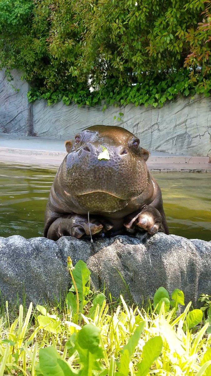 東山時代のコウメちゃん(✿˘︶˘ *) ＃コビトカバ