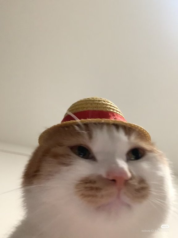 nocontextscats's tweet photo. Straw Hat https://t.co/c9LoKeI4I4