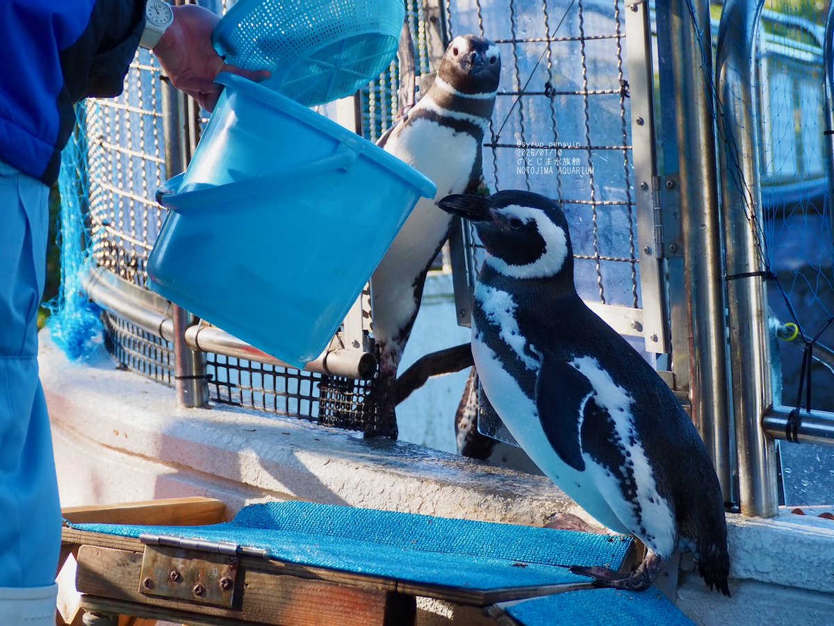 のとじま水族館 #マゼランペンギン お散歩タイムの前に腹ごしらえ🐟 1