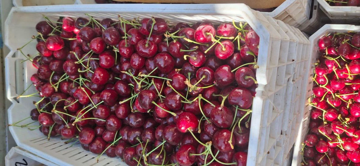 simscos's tweet photo. Patagonia cherries 🍒 look gorgeous this year!! Arriving to England in February - well done to all the team! 👏👏💪💪 @JOSimsCherries https://t.co/LlJDAmoA9P