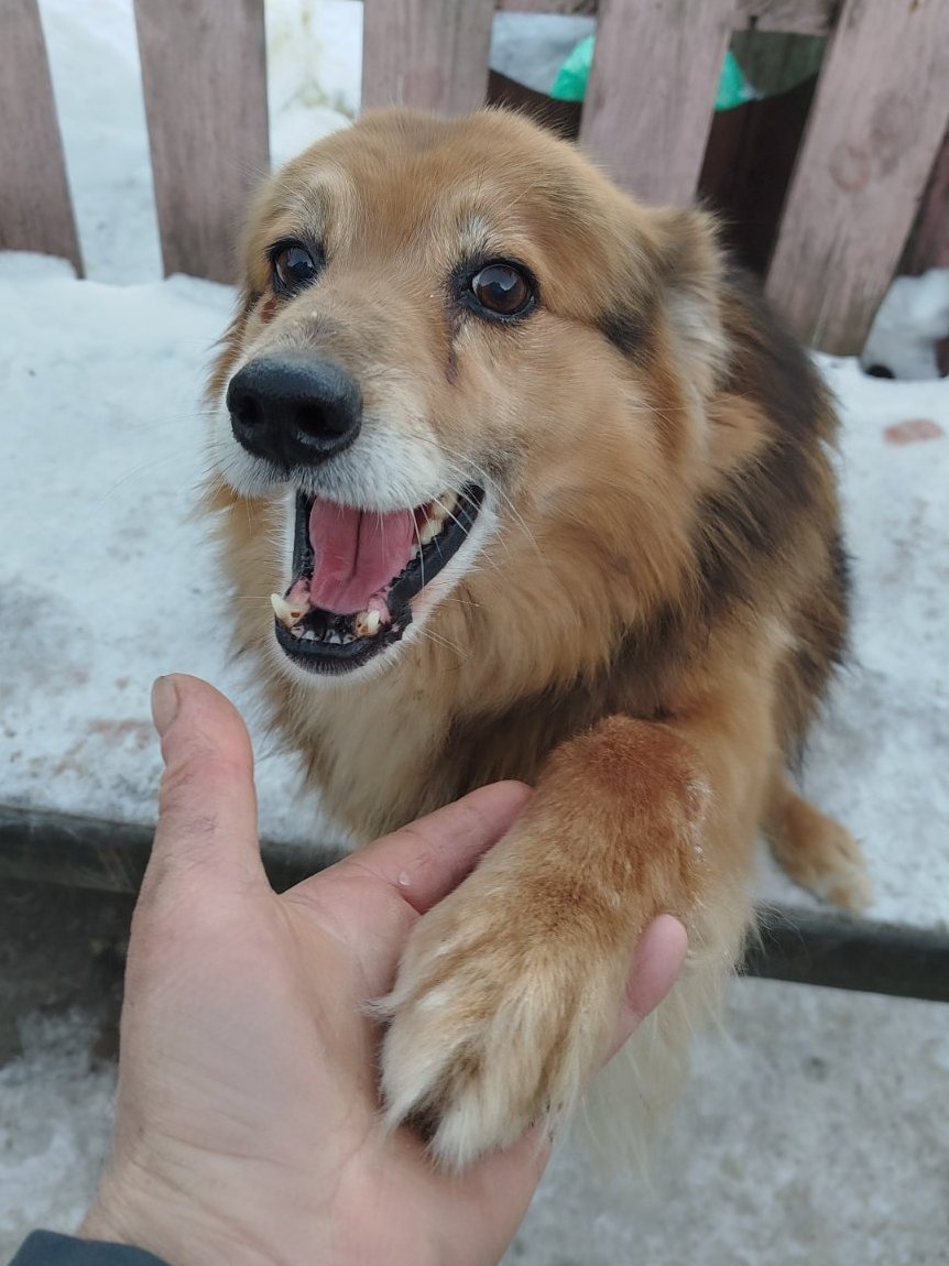 KotShurick's tweet photo. О неизбежном..В субботу нужно закупать пропитание для 🐱🐶Сейчас очень холодно-и все стали кушать больше-собачки бы ели ещё больше-если бы мы им давали.Всё рассчитывается заранее-а теперь придётся учитывать сильные холода.🙏BELARUSBANK 9112 3801 1004 9667 до 09/26 STABROVA HALINA https://t.co/yjkISVAB4Q