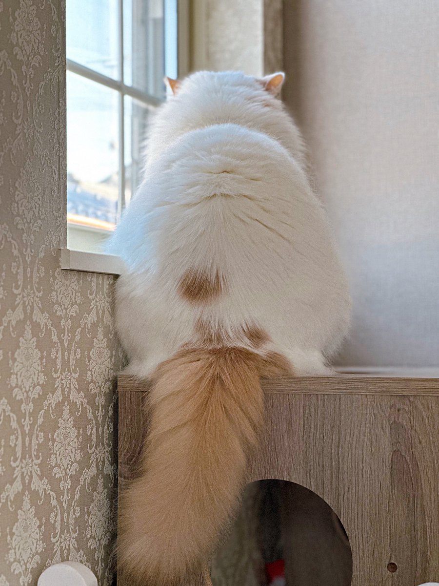 マコトちゃん1049Retweet🐈️🐱NO-DM (@5OF9KJWTQqukHsZ) / Posts / X