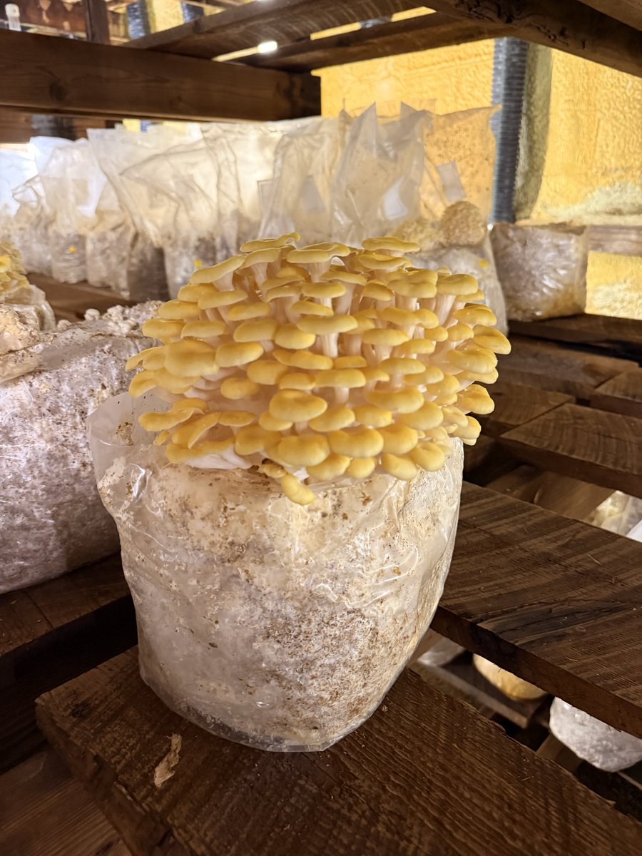 eatdrinkrepeat's tweet photo. Last week I visited a family owned 🍄‍🟫 farm in PA that’s been in business since 1919. How gorgeous are these mushrooms?! https://t.co/ayE7YBwSux