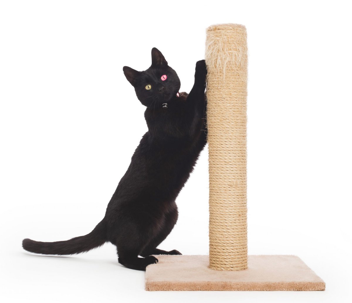 tvtime_mike's tweet photo. @JonglerFan Oh. I’s got a friend dat gets zoomies too. Maybe youse should get a scratching post https://t.co/dQQzELO2QR