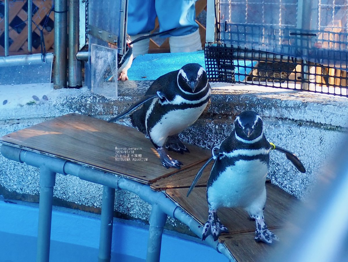 のとじま水族館 #マゼランペンギン お散歩に出ない子達はプールにお