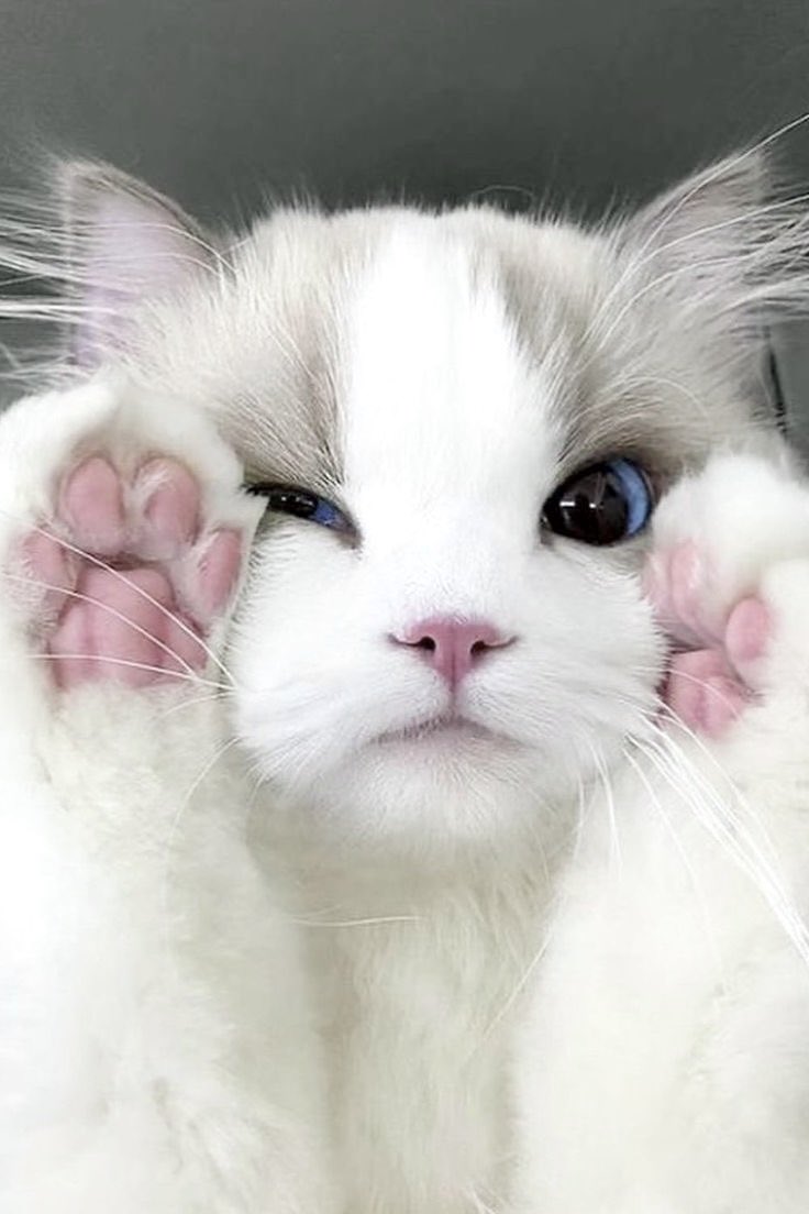 marwishmel's tweet image. /ᐠ˵&amp;gt; ⤙ •˵マ.ᐟ ᵐᵉᵒʷ