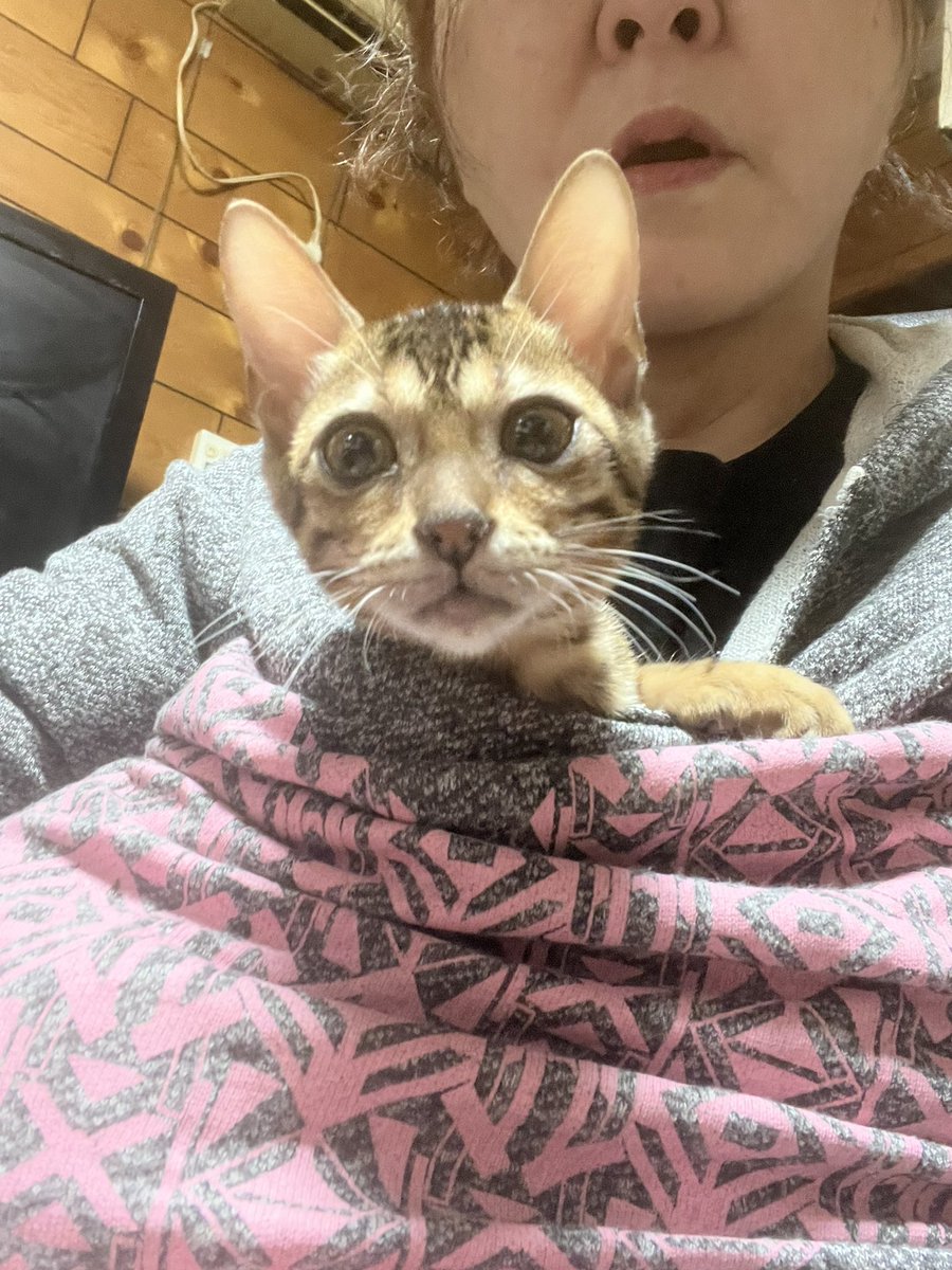 今まで7匹の猫ちゃんを面倒見てきましたが、生まれて初めて自分が