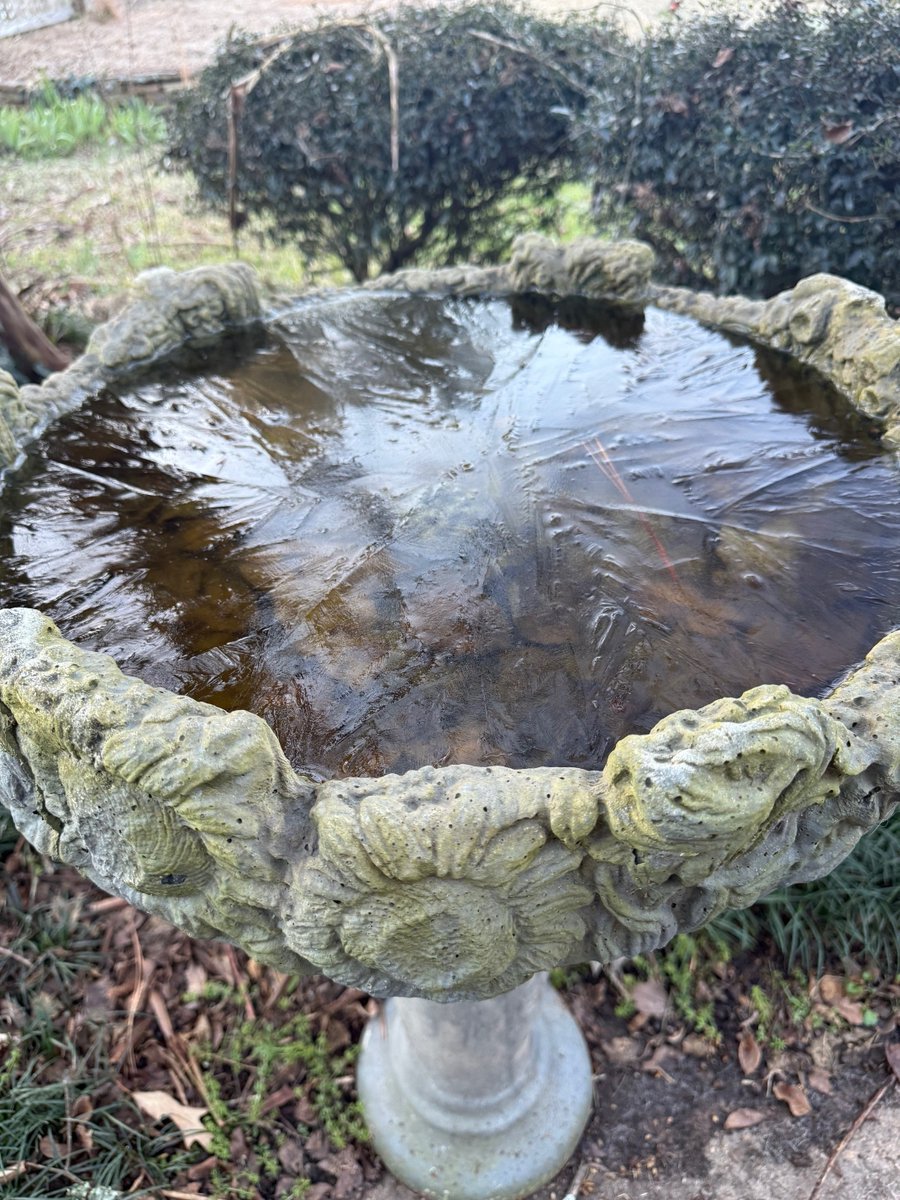 MississippiPMP's tweet image. Think mosquitoes die-off during Mississippi winters? These mosquitoes froze solid with their siphons above water. When the ice melted, they started swimming again. #MSUext links for more mosquito info: extension.msstate.edu/.../publicatio… 
extension.msstate.edu/.../2025-10/P3…
#Entomology #pestmanagement