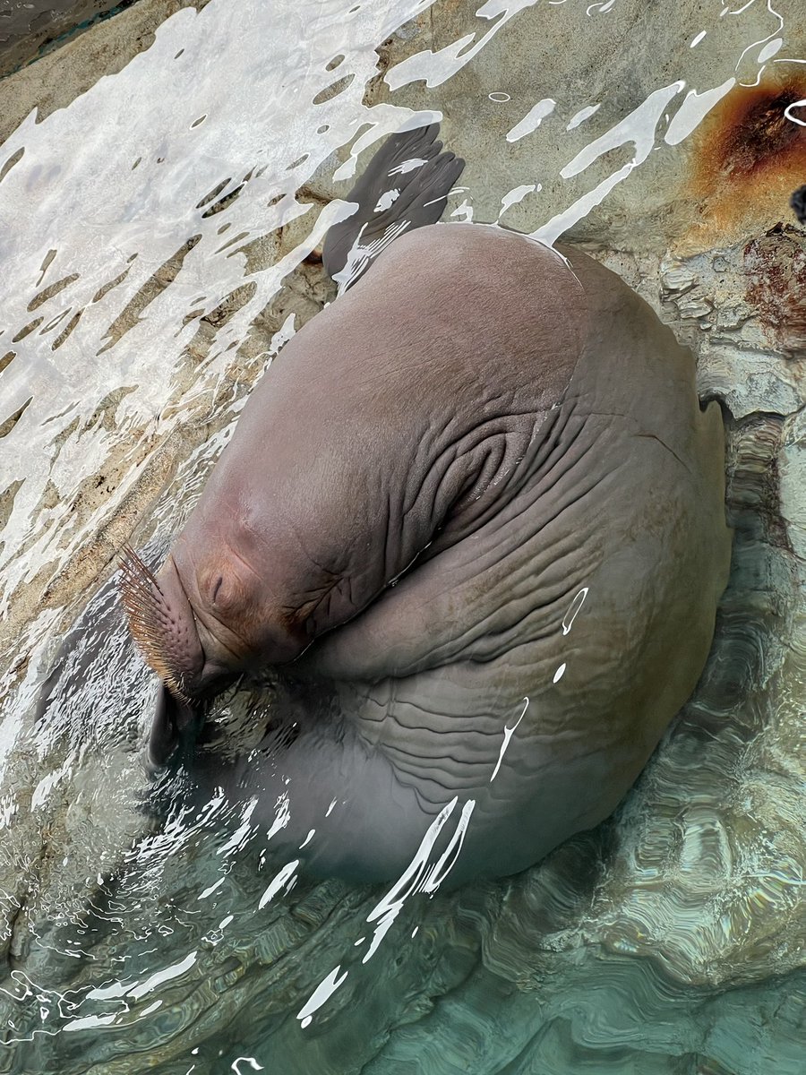 noel7468's tweet image. #いちこ
鳥羽で迎える初めての夜
さみしくてないてないかな…

ツララちゃんの存在が心の拠り所だよね…

まだ子どもでお世話かけるけど
ワガママだと思うけど
それでも
ちゃんとご飯食べて
ちゃんと寝て
沢山遊んで少しずつ慣れればいいよ

#いちこがんばれ
#うみたまご
#鳥羽水族館