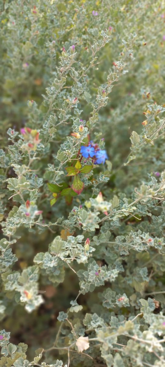 Siempre hay flores...