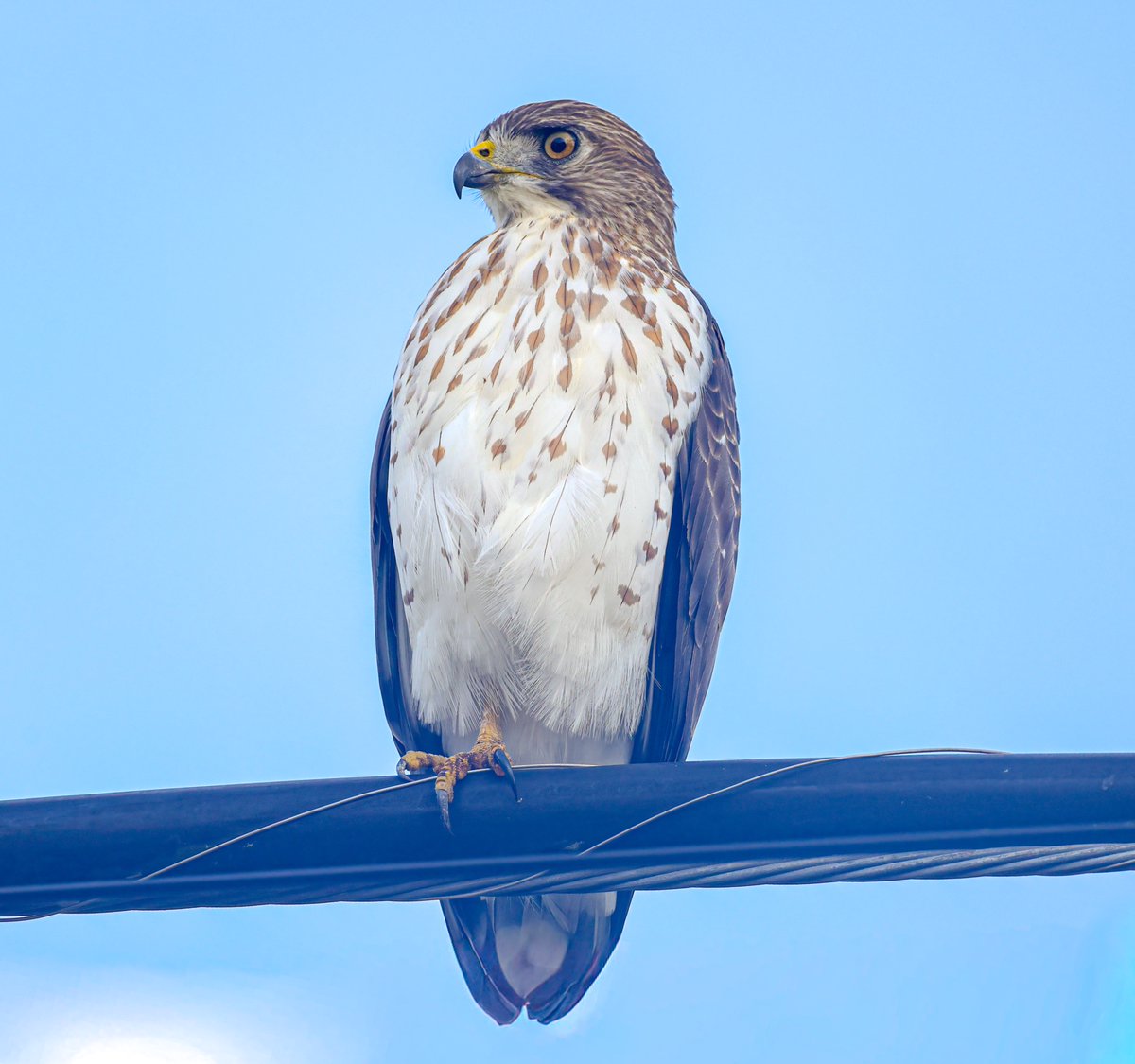 Jeff’s Wildlife Photography tweet media