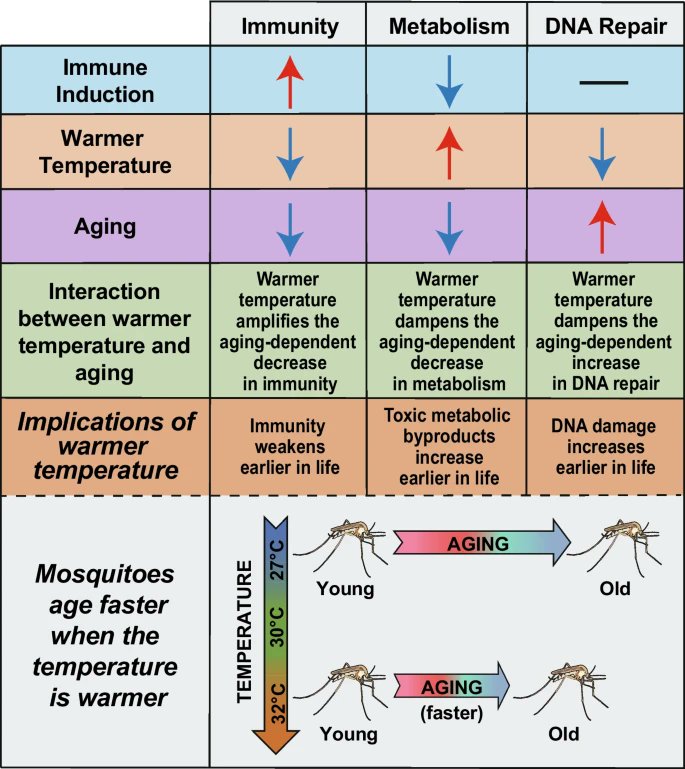 VandyBugs's tweet photo. New article from the lab published in Immunity &amp; Ageing: Warmer temperature accelerates senescence by modifying the aging-dependent changes in the mosquito transcriptome, altering immunity, metabolism, and DNA repair. https://t.co/E5HEBj0imK https://t.co/OirCDhUc7W