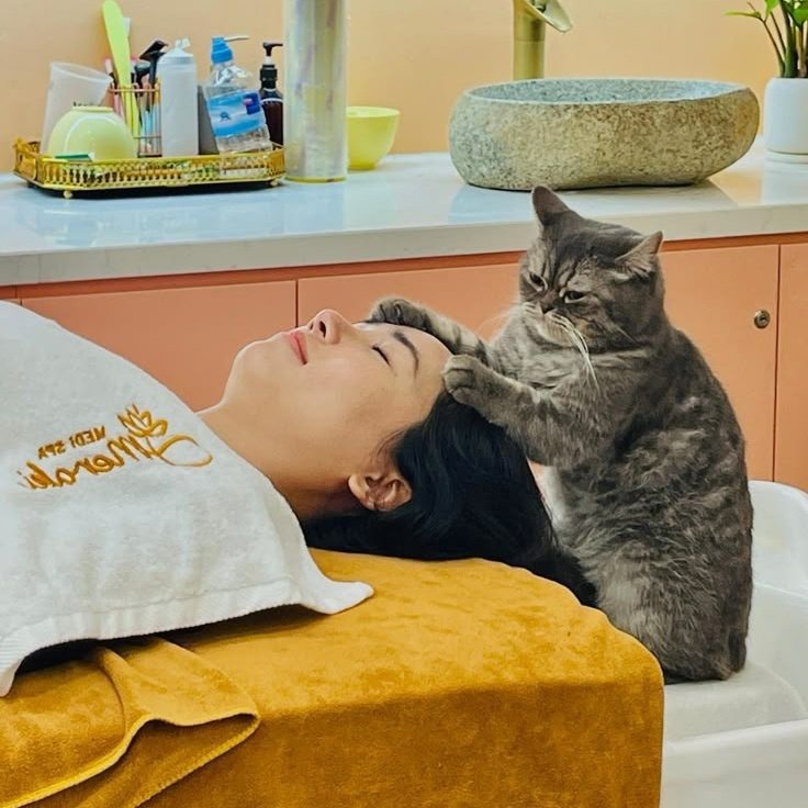 송은석 고양이 tweet media